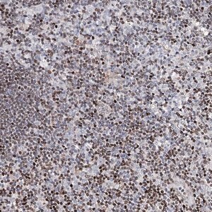 Merck Anti-FRMD4A antibody produced in rabbit