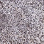 Merck Anti-FRMD4A antibody produced in rabbit