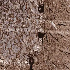 Merck Anti-SLF2 antibody produced in rabbit