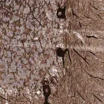 Merck Anti-SLF2 antibody produced in rabbit