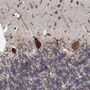 Merck Anti-LINS1 antibody produced in rabbit