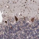 Merck Anti-LINS1 antibody produced in rabbit