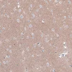 Merck Anti-FCHSD2 antibody produced in rabbit