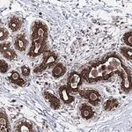 Merck Anti-CPNE8 antibody produced in rabbit