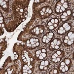 Merck Anti-FAM216B antibody produced in rabbit