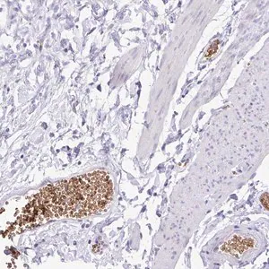 Merck Anti-EPB42 antibody produced in rabbit