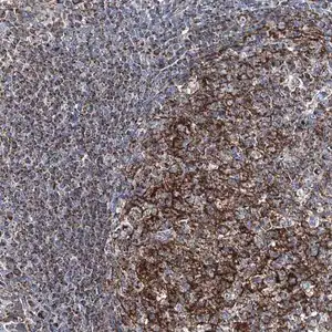 Merck Anti-DDIAS antibody produced in rabbit