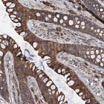 Merck Anti-LNX2 antibody produced in rabbit