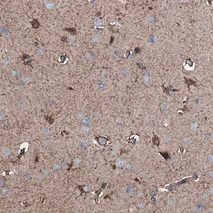 Merck Anti-C1QTNF4 antibody produced in rabbit