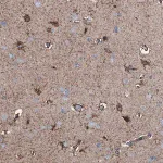 Merck Anti-C1QTNF4 antibody produced in rabbit