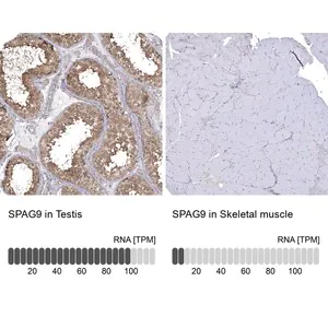 Merck Anti-SPAG9 antibody produced in rabbit