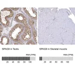 Merck Anti-SPAG9 antibody produced in rabbit