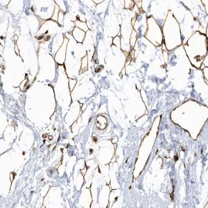 Merck Anti-ECM2 antibody produced in rabbit