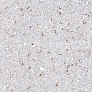 Merck Anti-TMEM132B antibody produced in rabbit