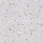 Merck Anti-TMEM132B antibody produced in rabbit