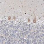 Merck Anti-SDAD1 antibody produced in rabbit