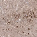 Merck Anti-PCDHA1 antibody produced in rabbit