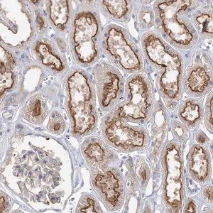 Merck Anti-ADCK2 antibody produced in rabbit