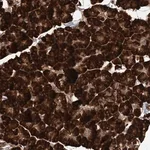 Merck Anti-DNAJB14 antibody produced in rabbit