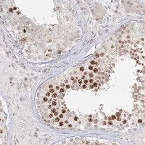 Merck Anti-PTK6 antibody produced in rabbit
