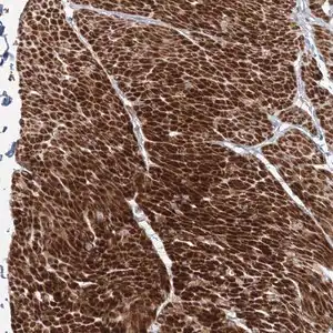 Merck Anti-FAM155B antibody produced in rabbit