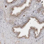 Merck Anti-DPP9 antibody produced in rabbit