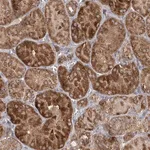 Merck Anti-FEZ2 antibody produced in rabbit
