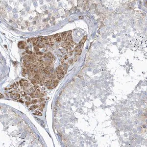 Merck Anti-DCAF1 antibody produced in rabbit