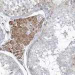 Merck Anti-DCAF1 antibody produced in rabbit