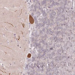 Merck Anti-AMTN antibody produced in rabbit