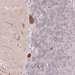 Merck Anti-AMTN antibody produced in rabbit