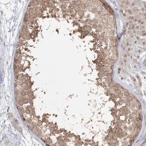 Merck Anti-DHX57 antibody produced in rabbit