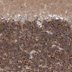 Merck Anti-FAM126B antibody produced in rabbit