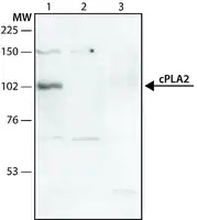 Merck Anti-Phospholipase A2 (CPLA2) antibody produced in rabbit