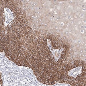 Merck Anti-NXPE3 antibody produced in rabbit