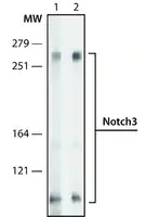Merck Anti-Notch3 antibody, Rat monoclonal