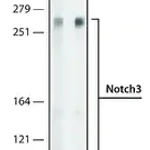 Merck Anti-Notch3 antibody, Rat monoclonal