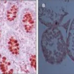 Merck Anti-PIWIL1 antibody produced in rabbit
