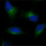 Merck Anti-AMSH-LP / STAMBPL1 (C-terminal) antibody produced in rabbit