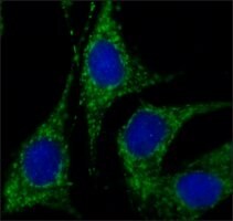Merck Anti-Rab18 (C-terminal) antibody produced in rabbit