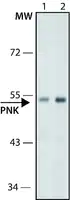 Merck Anti-PNK antibody ,Mouse monoclonal