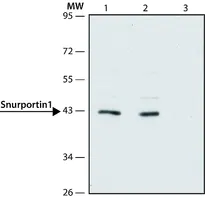 Merck Anti-Snurportin 1 (N-terminal) antibody produced in rabbit