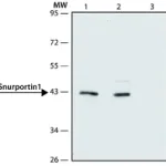 Merck Anti-Snurportin 1 (N-terminal) antibody produced in rabbit