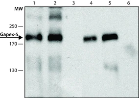 Merck Anti-Gapex-5 antibody produced in rabbit
