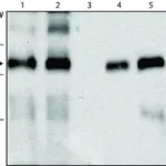 Merck Anti-Gapex-5 antibody produced in rabbit