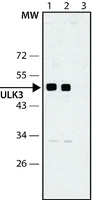 Merck Anti-ULK3 antibody produced in rabbit