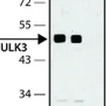 Merck Anti-ULK3 antibody produced in rabbit