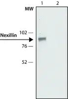 Merck Anti-Nexilin antibody,Mouse monoclonal