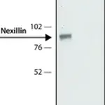 Merck Anti-Nexilin antibody,Mouse monoclonal