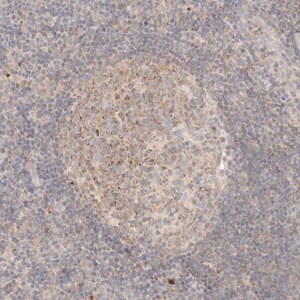 Merck Anti-RUBCNL antibody produced in rabbit